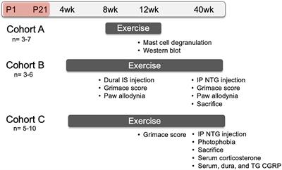 Voluntary Wheel Running Partially Attenuates Early Life Stress-Induced Neuroimmune Measures in the Dura and Evoked Migraine-Like Behaviors in Female Mice